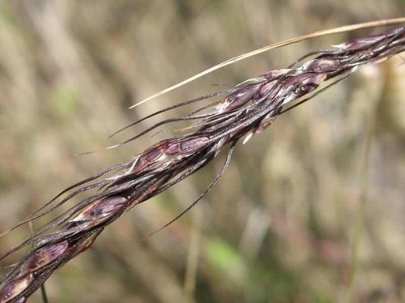 Bristly Speargrass