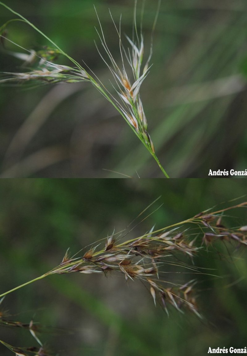 Piptochaetium lasianthum