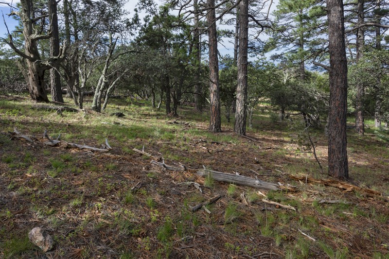 Pringle's Speargrass photo 3