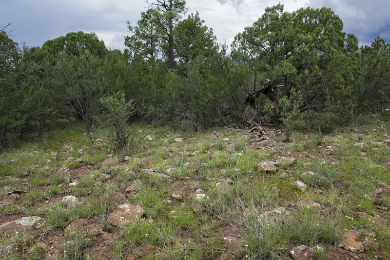 Pringle's Speargrass photo 4