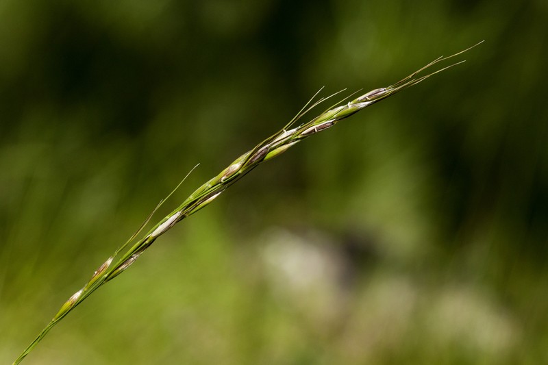 Pringle's Speargrass photo 5