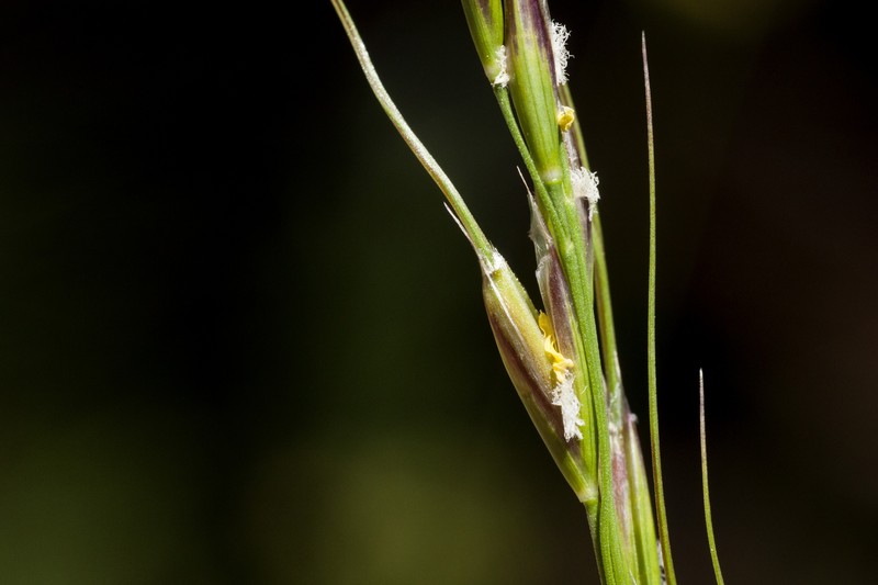 Pringle's Speargrass photo 6