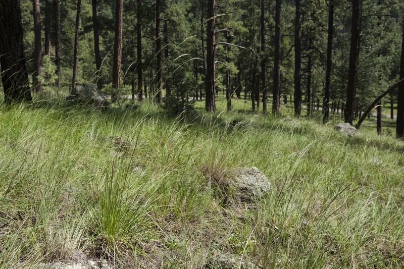 Pringle's Speargrass