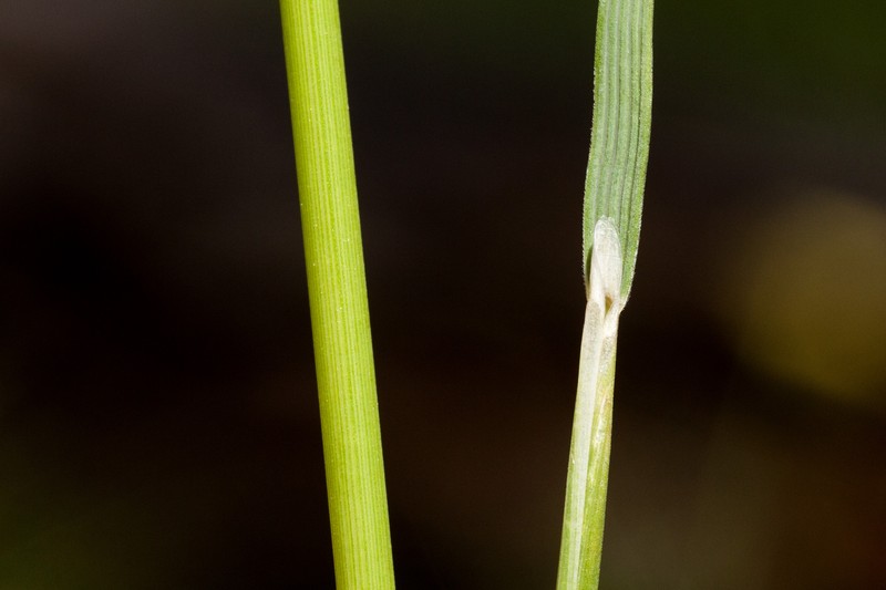 Pringle's Speargrass photo 7