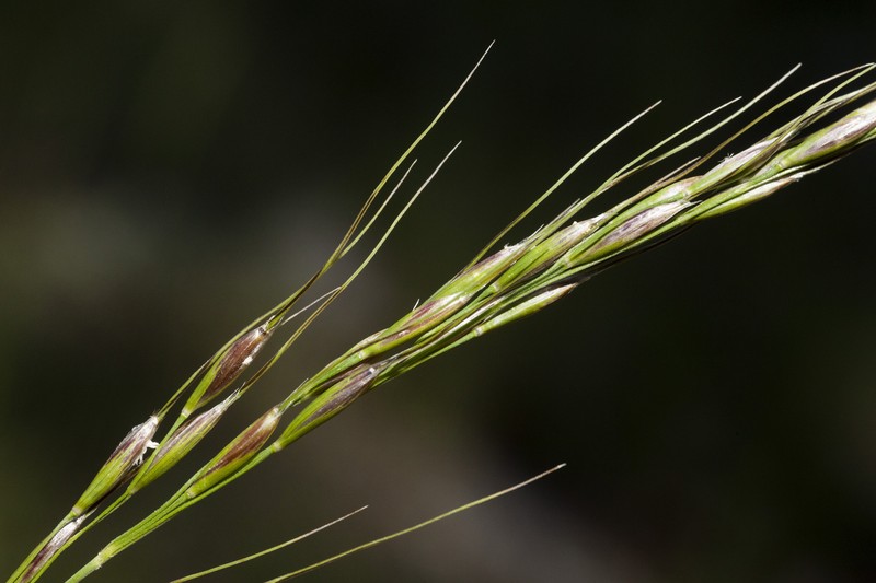 Pringle's Speargrass photo 8