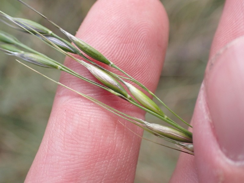 Pringle's Speargrass