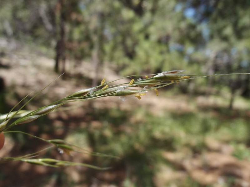 Pringle's Speargrass photo 2