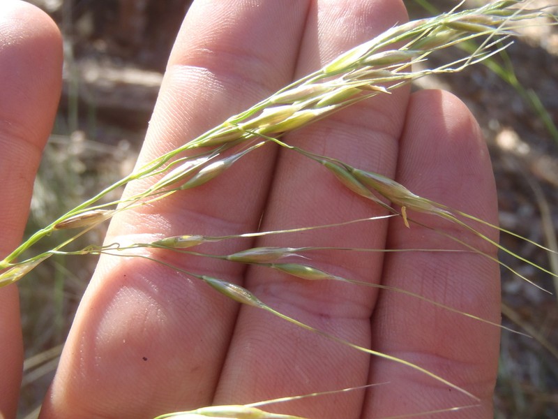Pringle's Speargrass photo 3