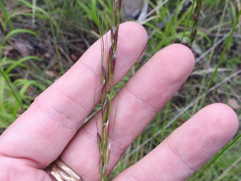 Pringle's Speargrass photo 4