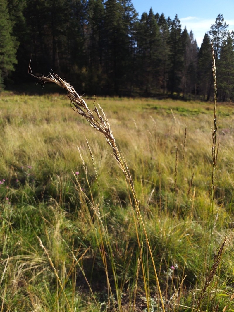 Pringle's Speargrass photo 5