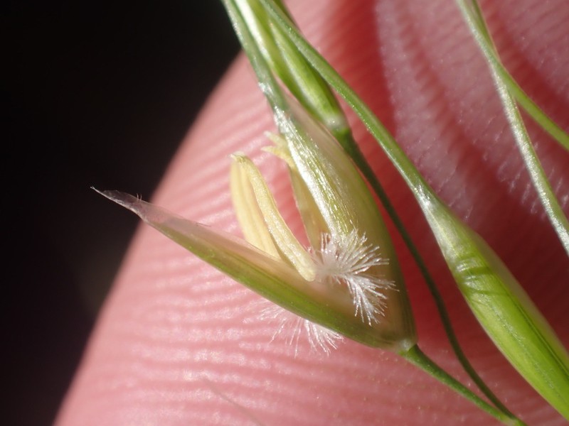 Pringle's Speargrass photo 6