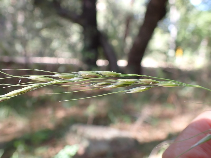 Pringle's Speargrass photo 8