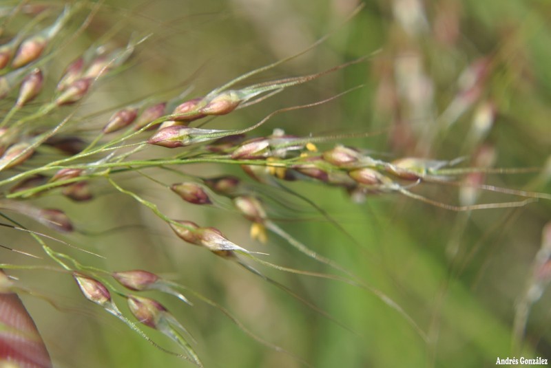 Purple Speargrass photo 4