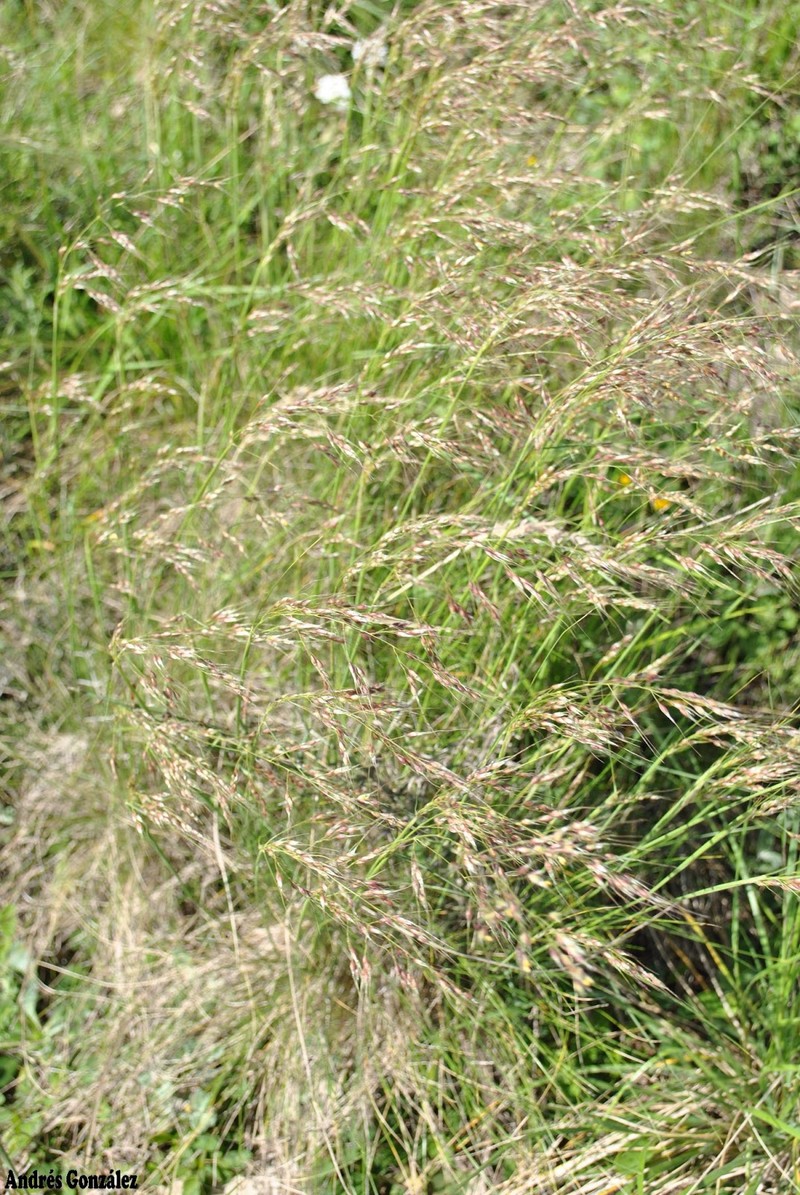 Purple Speargrass photo 5
