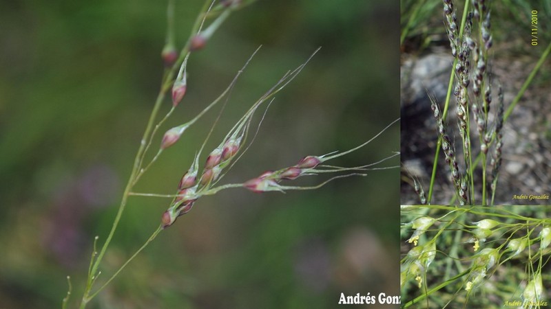 Purple Speargrass photo 2