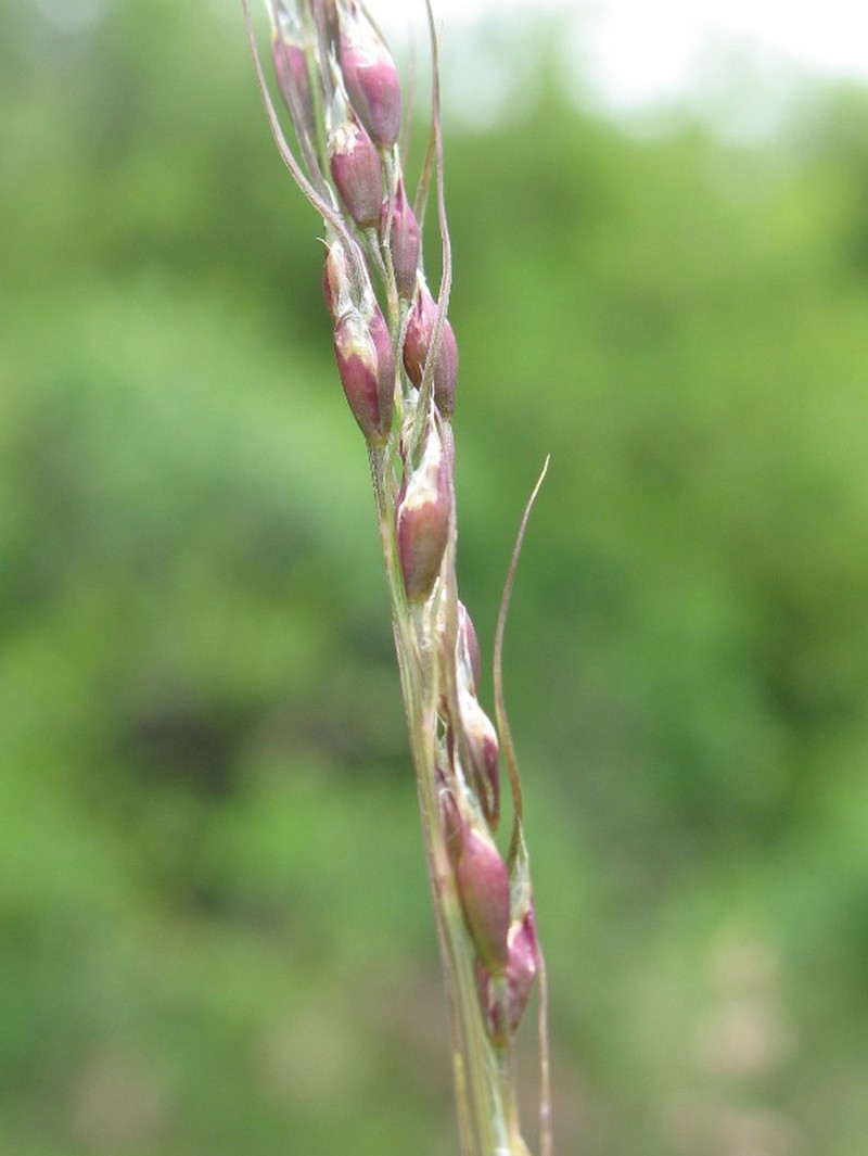 Purple Speargrass