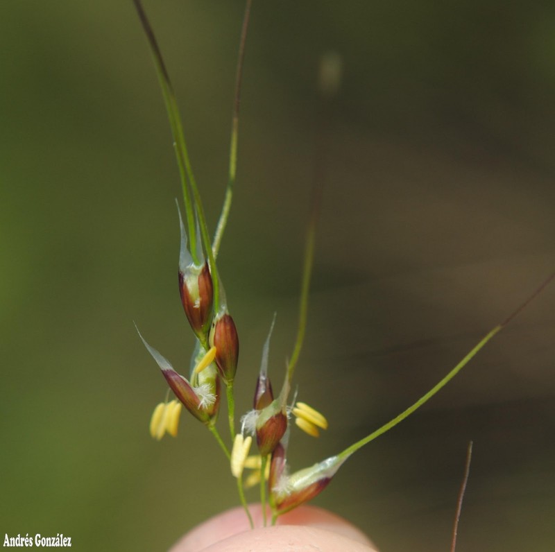 Purple Speargrass photo 3