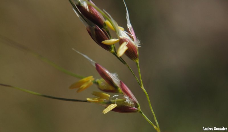 Purple Speargrass photo 6