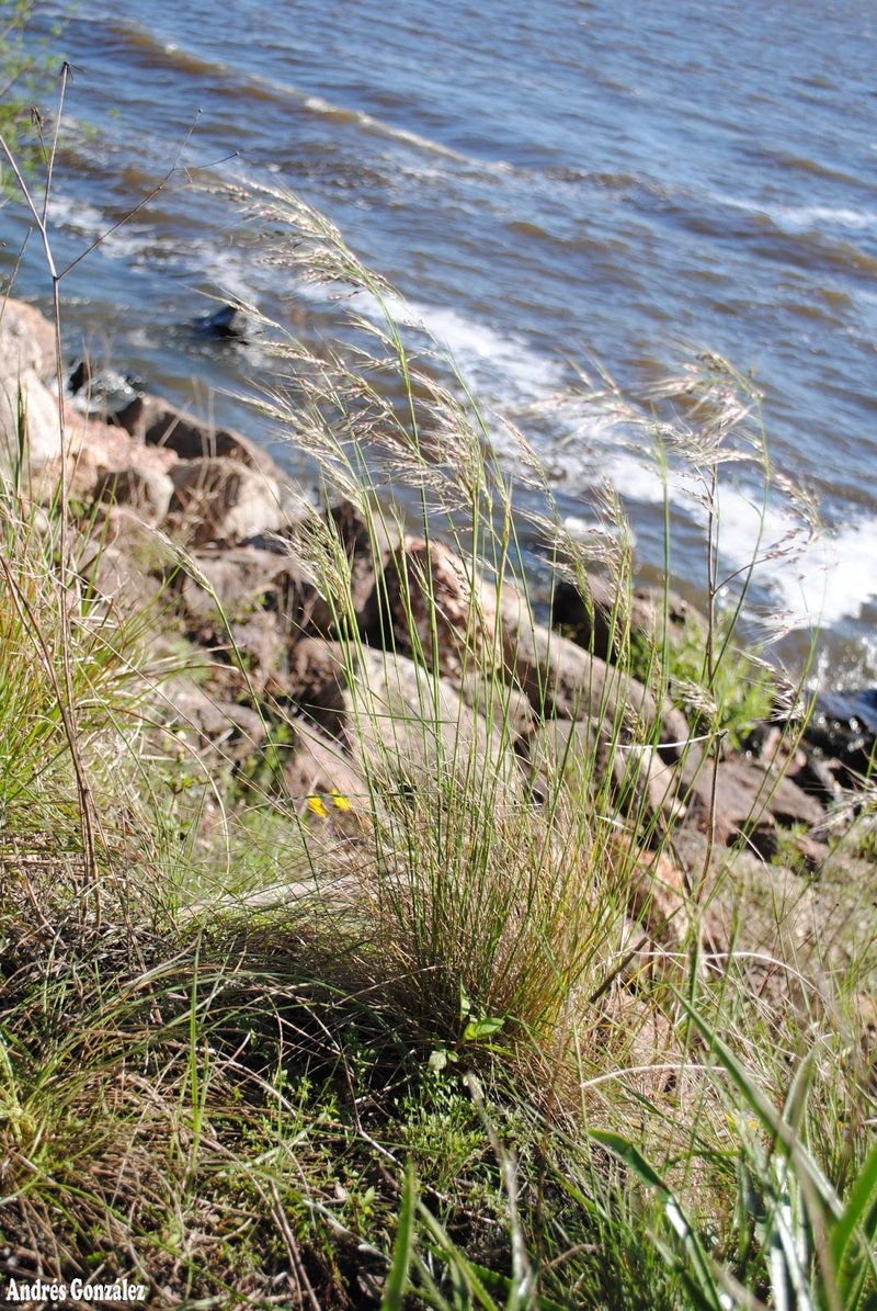 Purple Speargrass photo 7