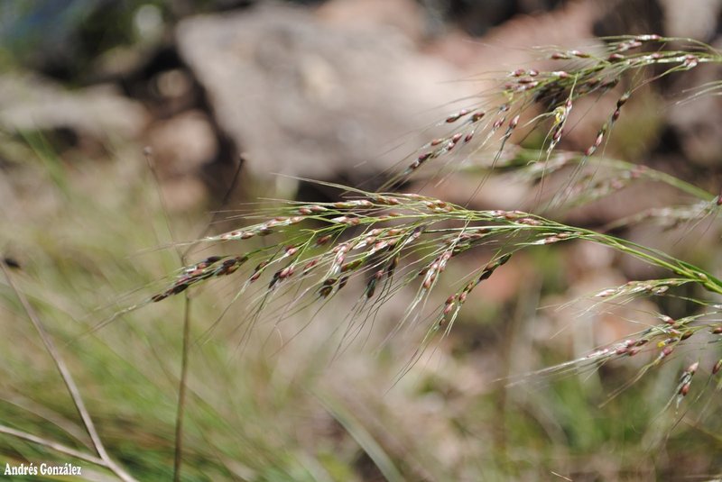 Purple Speargrass photo 8