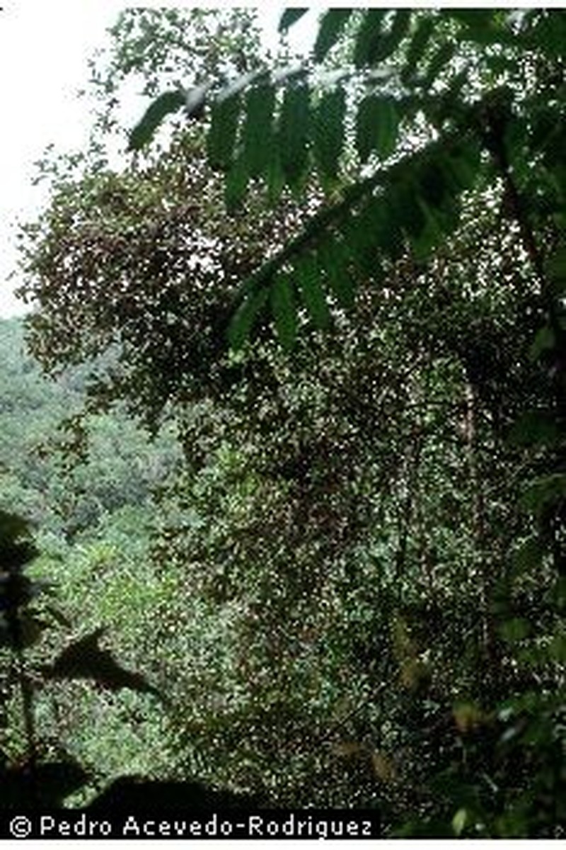 Acevedo's Velvetshrub