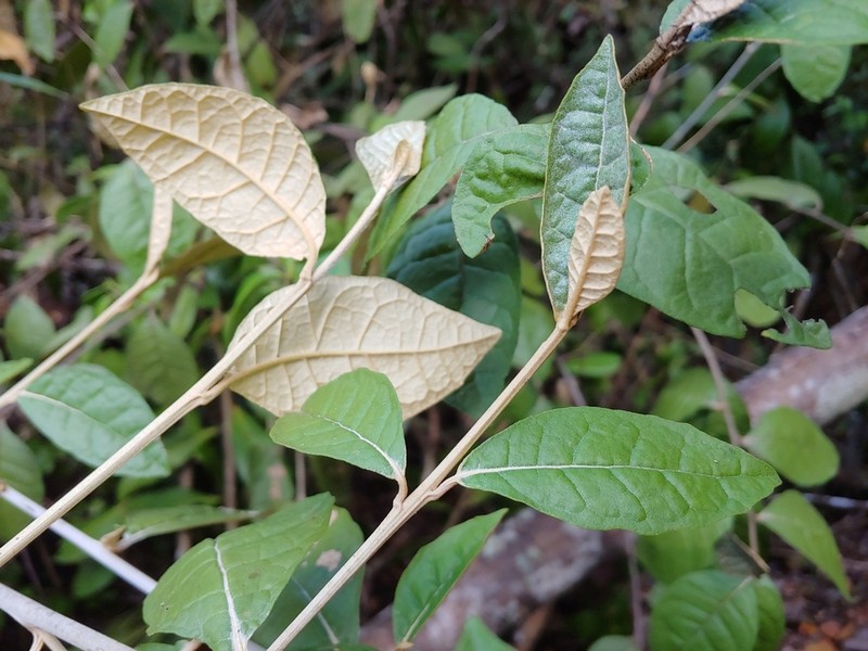 Acevedo's Velvetshrub