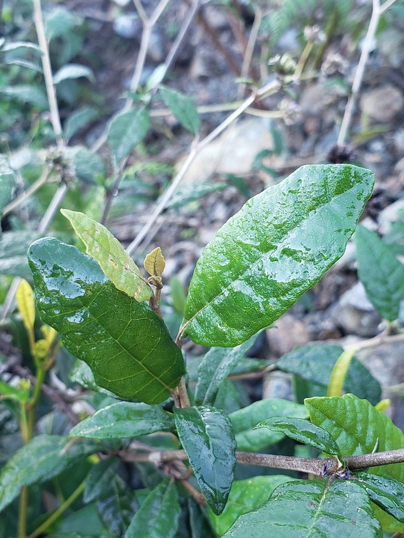 Acevedo's Velvetshrub photo 2
