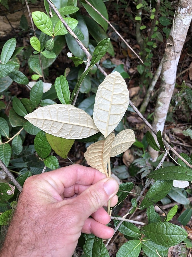 Acevedo's Velvetshrub photo 4