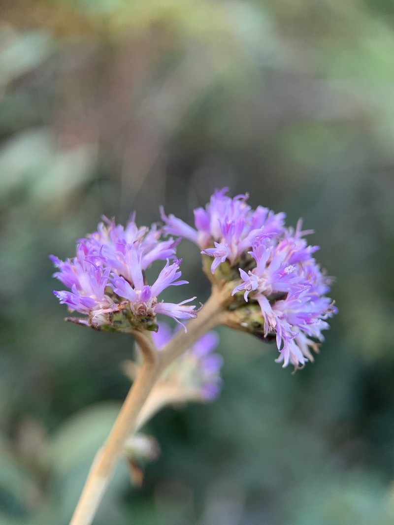 Acevedo's Velvetshrub photo 6
