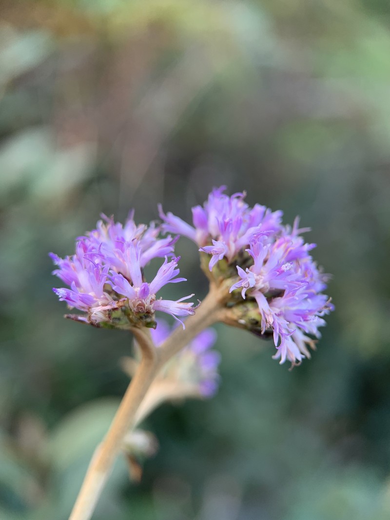 Acevedo's Velvetshrub photo 7