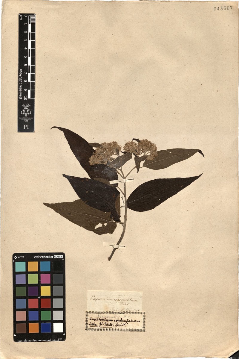 Piptocoma acuminata photo 2