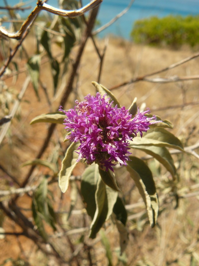 Antilles Velvetshrub