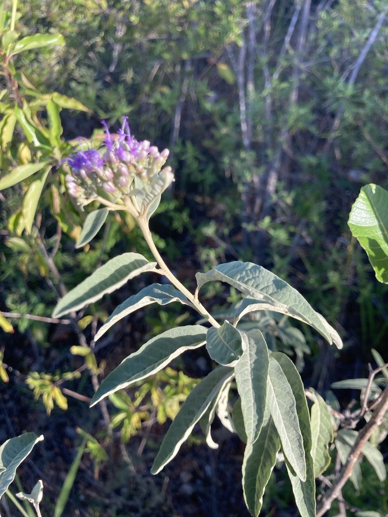 Antilles Velvetshrub photo 4