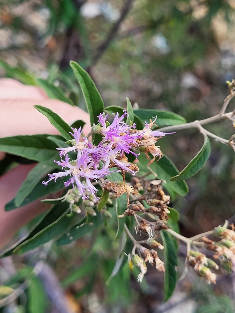 Antilles Velvetshrub photo 6