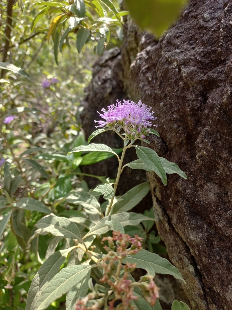 Antilles Velvetshrub photo 7
