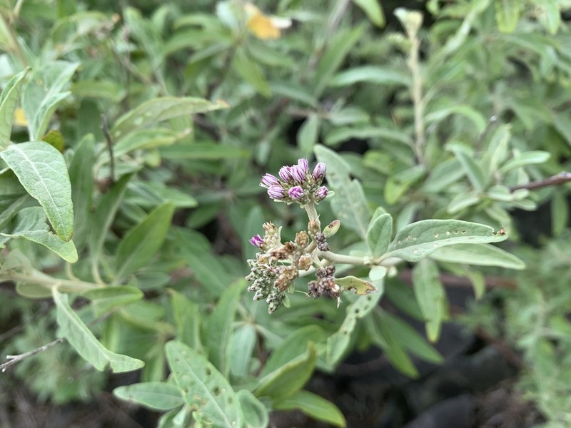 Antilles Velvetshrub photo 8