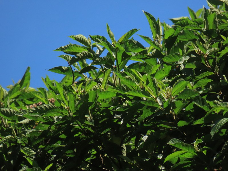 Piptocoma discolor