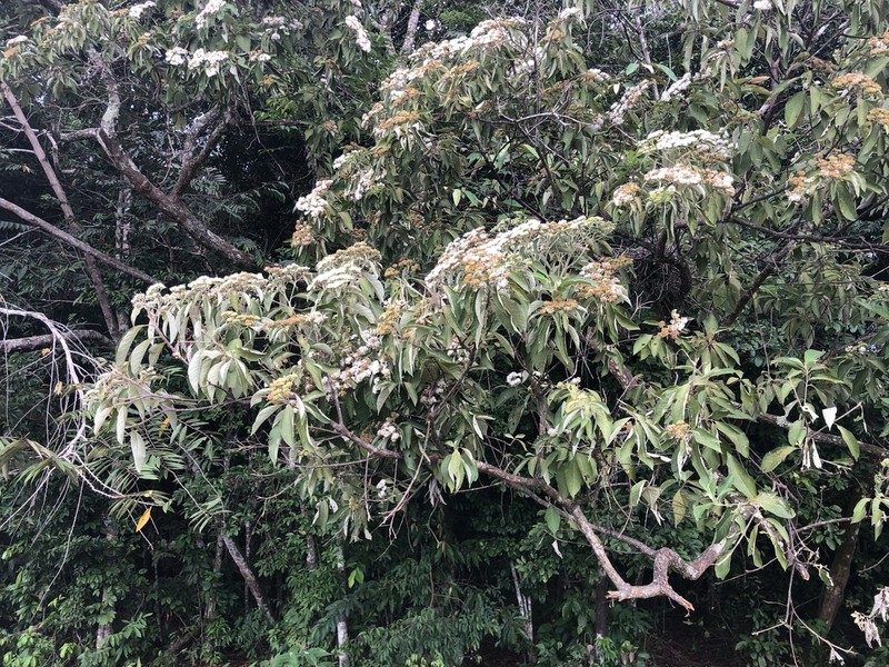 Piptocoma discolor photo 2