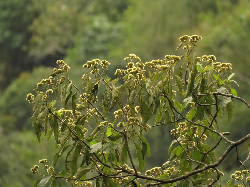 Piptocoma discolor photo 3