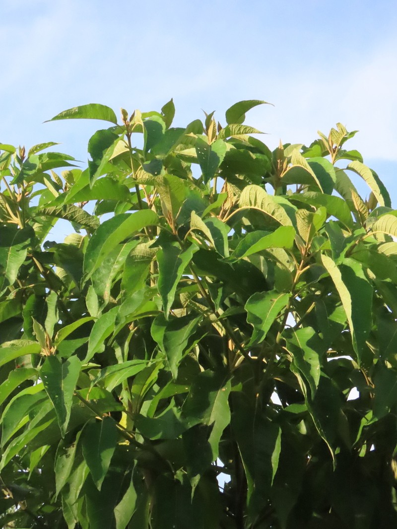 Piptocoma discolor photo 4