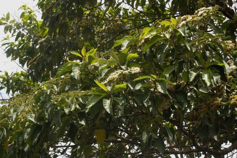 Piptocoma discolor photo 5