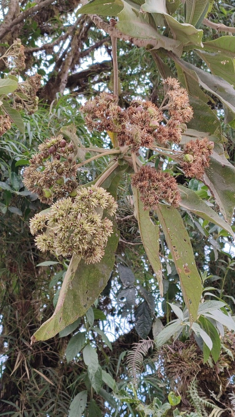 Piptocoma discolor photo 6