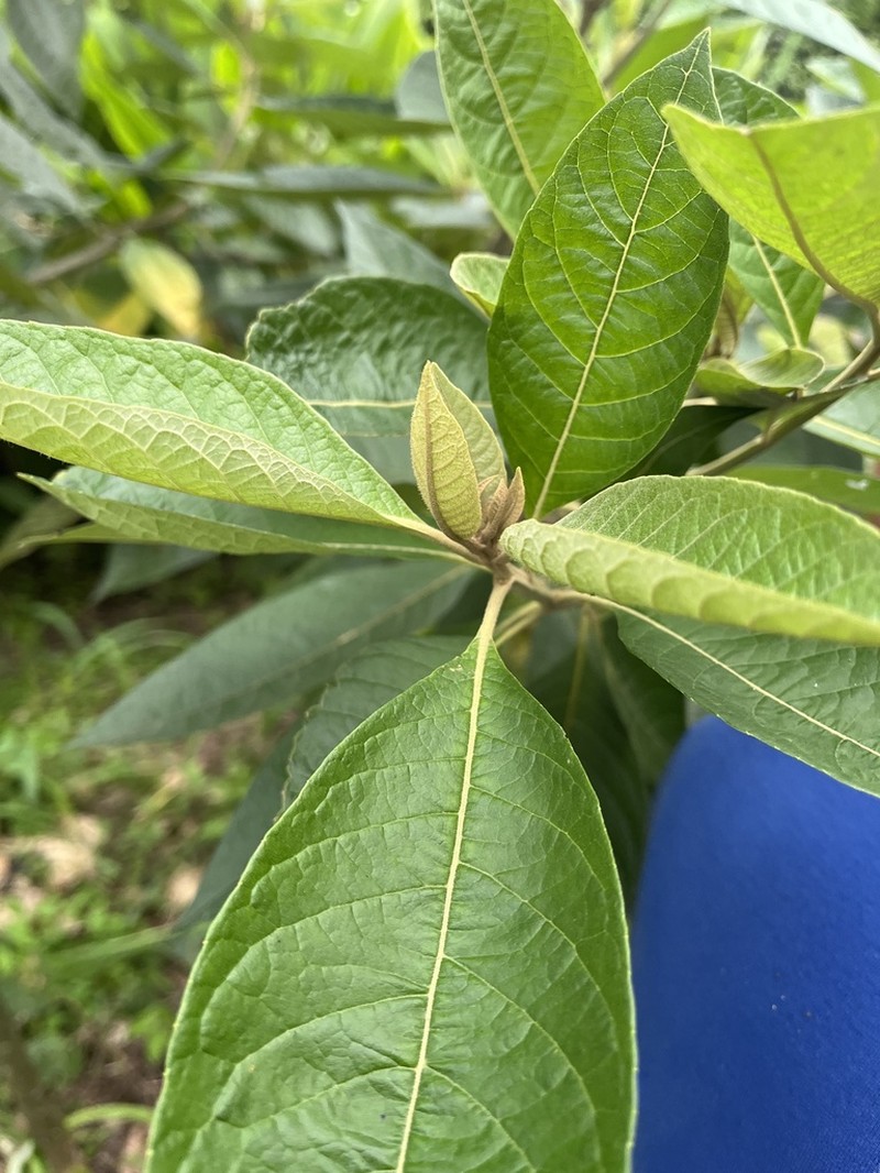 Piptocoma discolor photo 7