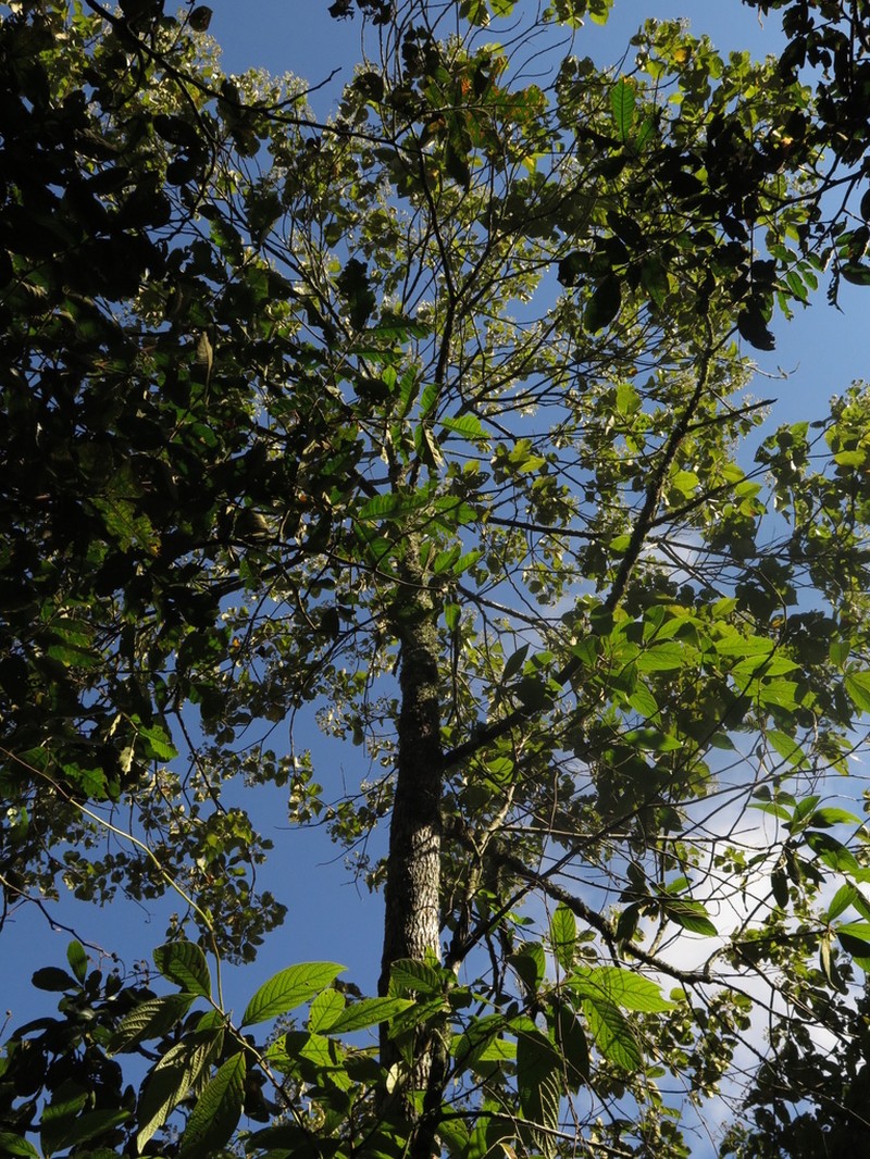 Piptocoma macrophylla