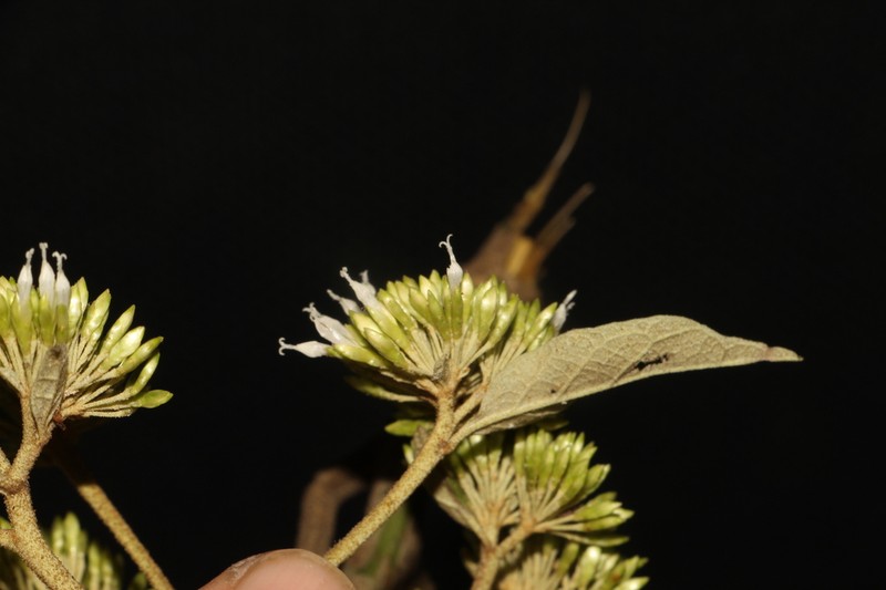 Piptocoma macrophylla photo 2