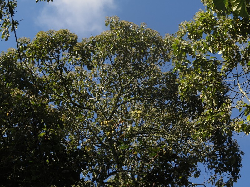 Piptocoma macrophylla photo 3