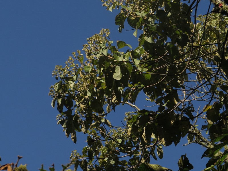 Piptocoma macrophylla photo 4