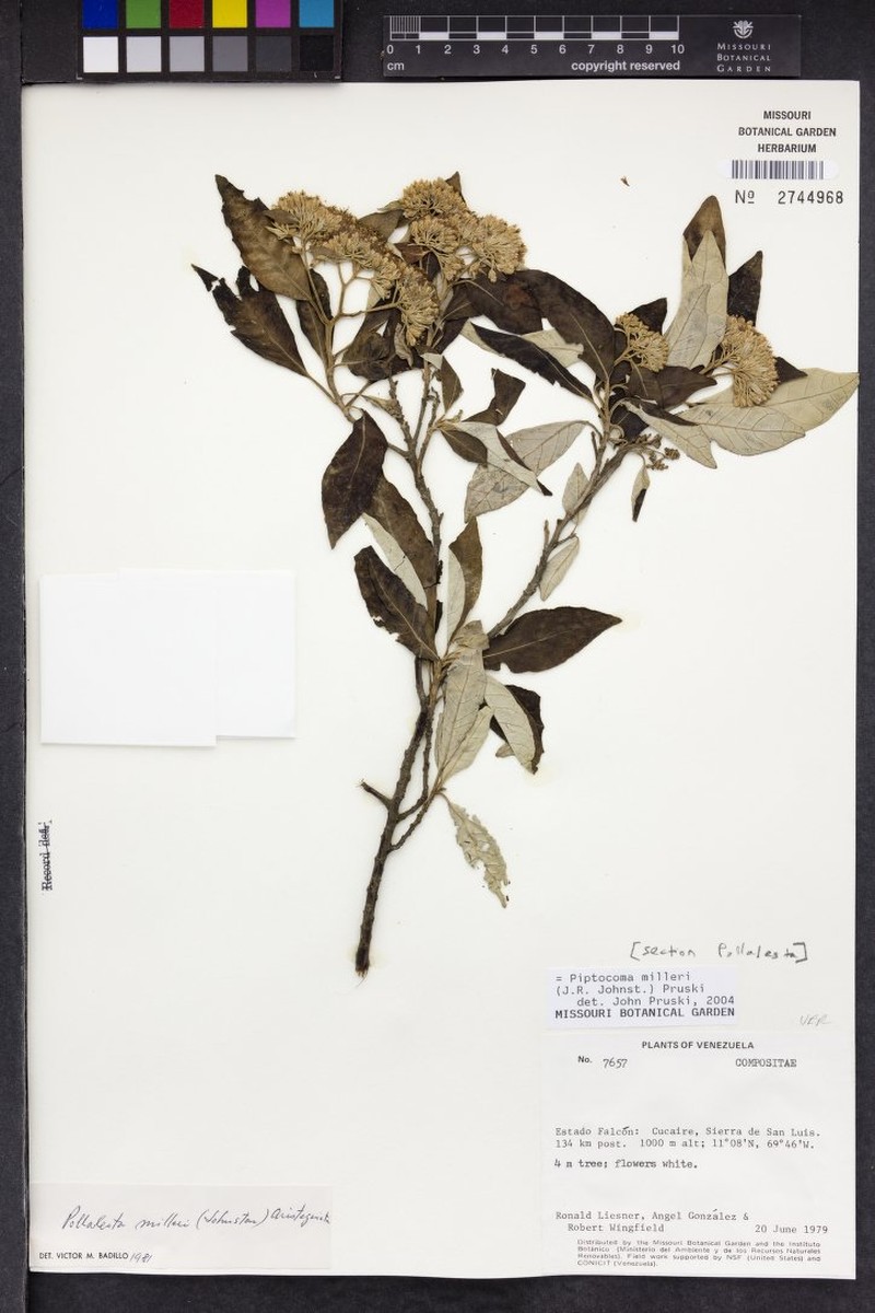 Piptocoma milleri