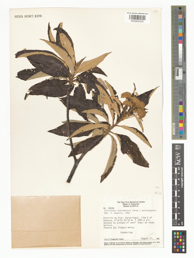Piptocoma roraimensis