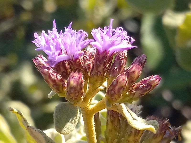 Piptocoma rufescens photo 2
